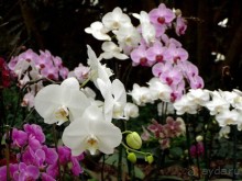 Шалом, Израиль! Часть 8. Парк орхидей "Утопия".