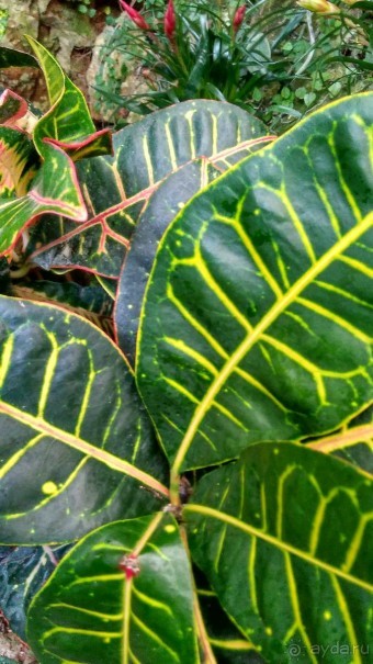 Шалом, Израиль! Часть 8. Парк орхидей "Утопия".