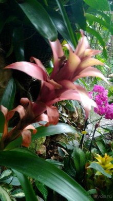 Шалом, Израиль! Часть 8. Парк орхидей "Утопия".