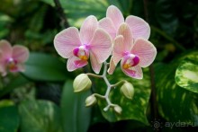 Шалом, Израиль! Часть 8. Парк орхидей "Утопия".