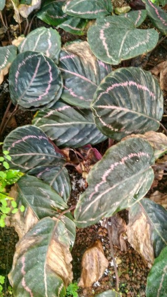 Альбом отзыва "Шалом, Израиль! Часть 8. Парк орхидей "Утопия"."