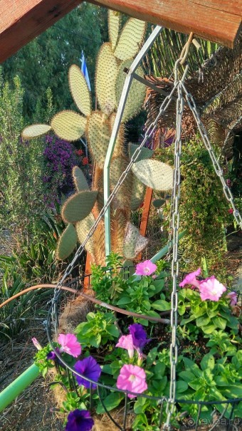 Альбом отзыва "Шалом, Израиль! Часть 8. Парк орхидей "Утопия"."