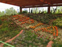 Шалом, Израиль! Часть 8. Парк орхидей "Утопия".