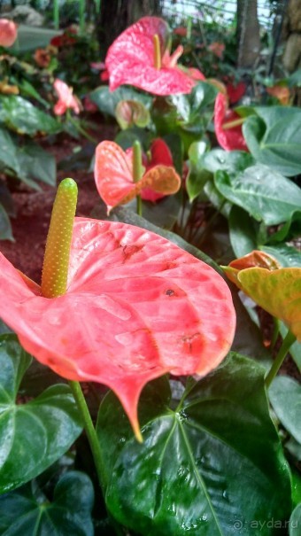 Альбом отзыва "Шалом, Израиль! Часть 8. Парк орхидей "Утопия"."