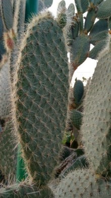 Шалом, Израиль! Часть 8. Парк орхидей "Утопия".