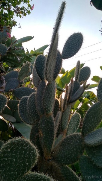 Альбом отзыва "Шалом, Израиль! Часть 8. Парк орхидей "Утопия"."