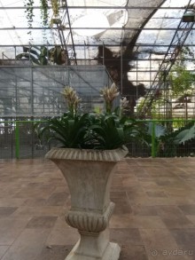 Альбом отзыва "Шалом, Израиль! Часть 8. Парк орхидей "Утопия"."