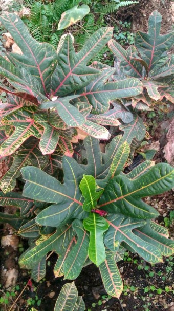 Альбом отзыва "Шалом, Израиль! Часть 8. Парк орхидей "Утопия"."