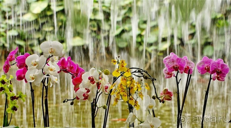 Шалом, Израиль! Часть 8. Парк орхидей "Утопия".