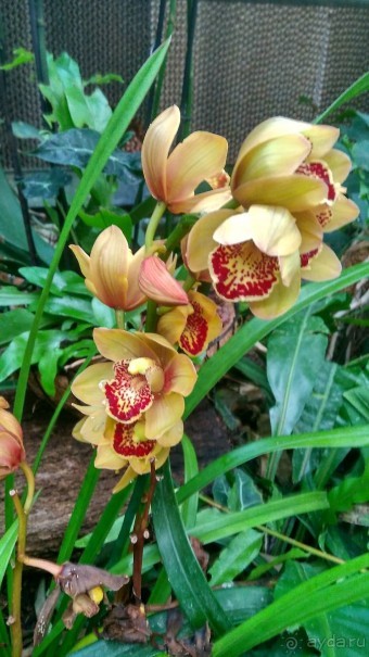 Альбом отзыва "Шалом, Израиль! Часть 8. Парк орхидей "Утопия"."