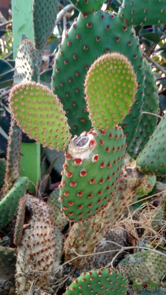 Шалом, Израиль! Часть 8. Парк орхидей "Утопия".