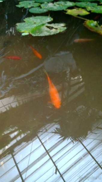 Альбом отзыва "Шалом, Израиль! Часть 8. Парк орхидей "Утопия"."