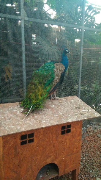 Альбом отзыва "Шалом, Израиль! Часть 8. Парк орхидей "Утопия"."