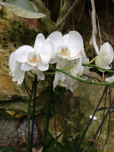 Альбом отзыва "Шалом, Израиль! Часть 8. Парк орхидей "Утопия"."