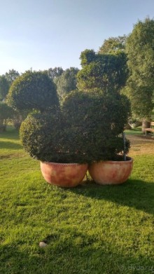 Альбом отзыва "Шалом, Израиль! Часть 8. Парк орхидей "Утопия"."