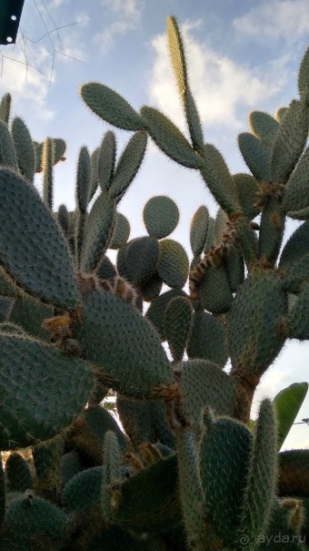 Альбом отзыва "Шалом, Израиль! Часть 8. Парк орхидей "Утопия"."