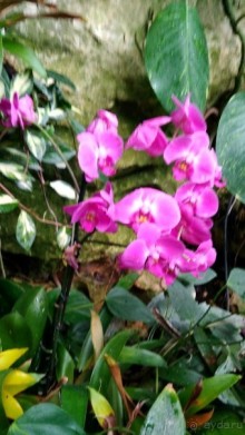 Шалом, Израиль! Часть 8. Парк орхидей "Утопия".