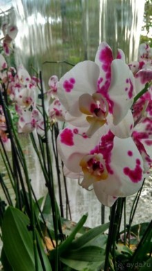 Шалом, Израиль! Часть 8. Парк орхидей "Утопия".