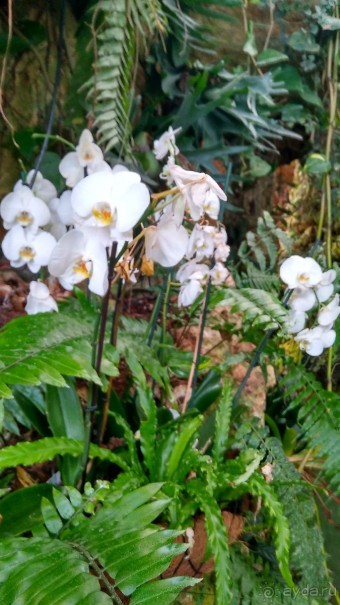 Шалом, Израиль! Часть 8. Парк орхидей "Утопия".