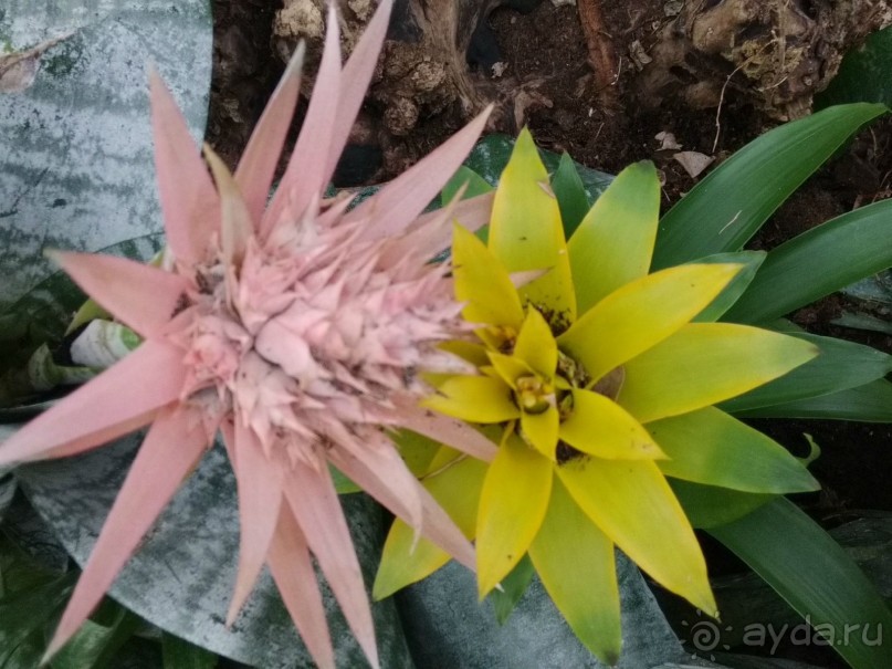 Альбом отзыва "Шалом, Израиль! Часть 8. Парк орхидей "Утопия"."