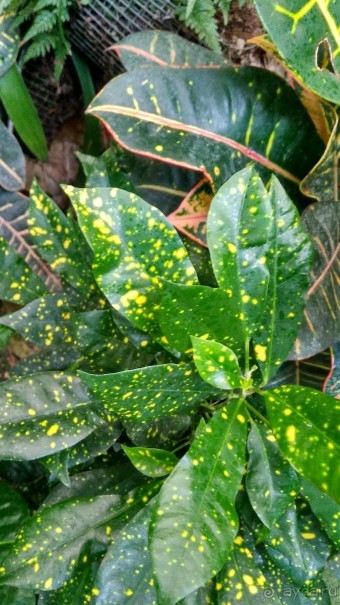 Шалом, Израиль! Часть 8. Парк орхидей "Утопия".