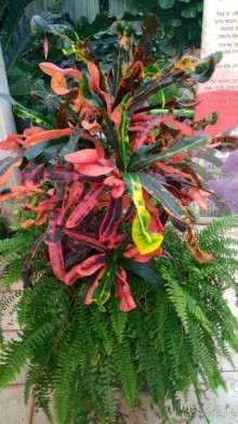 Альбом отзыва "Шалом, Израиль! Часть 8. Парк орхидей "Утопия"."