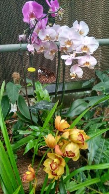 Альбом отзыва "Шалом, Израиль! Часть 8. Парк орхидей "Утопия"."