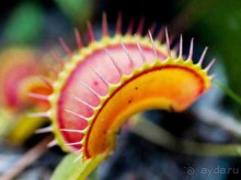 Шалом, Израиль! Часть 8. Парк орхидей "Утопия".