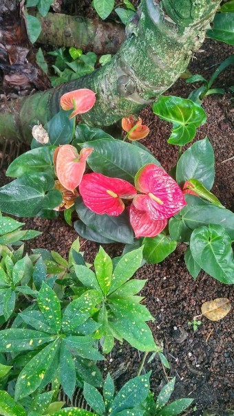 Альбом отзыва "Шалом, Израиль! Часть 8. Парк орхидей "Утопия"."