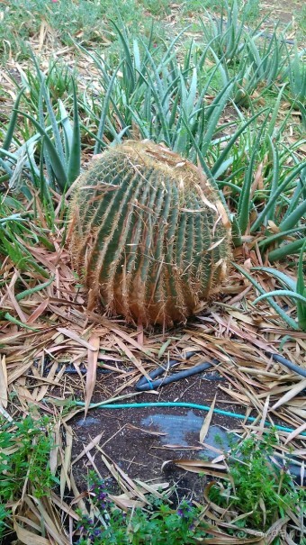 Шалом, Израиль! Часть 8. Парк орхидей "Утопия".