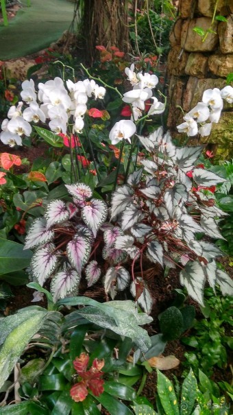 Альбом отзыва "Шалом, Израиль! Часть 8. Парк орхидей "Утопия"."