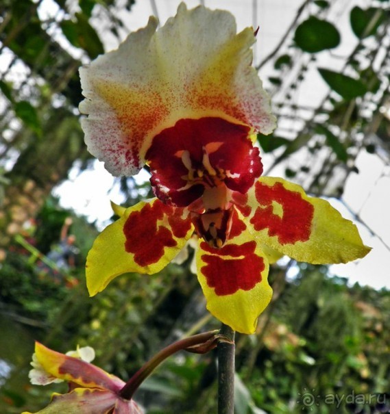 Шалом, Израиль! Часть 8. Парк орхидей "Утопия".