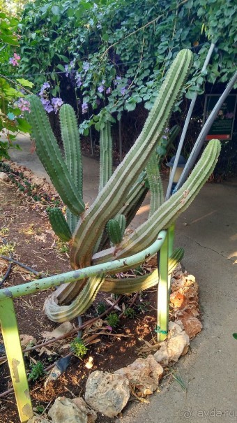 Шалом, Израиль! Часть 8. Парк орхидей "Утопия".