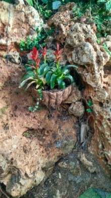 Альбом отзыва "Шалом, Израиль! Часть 8. Парк орхидей "Утопия"."