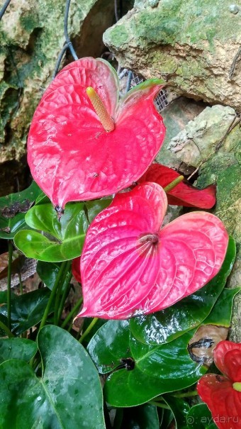 Шалом, Израиль! Часть 8. Парк орхидей "Утопия".