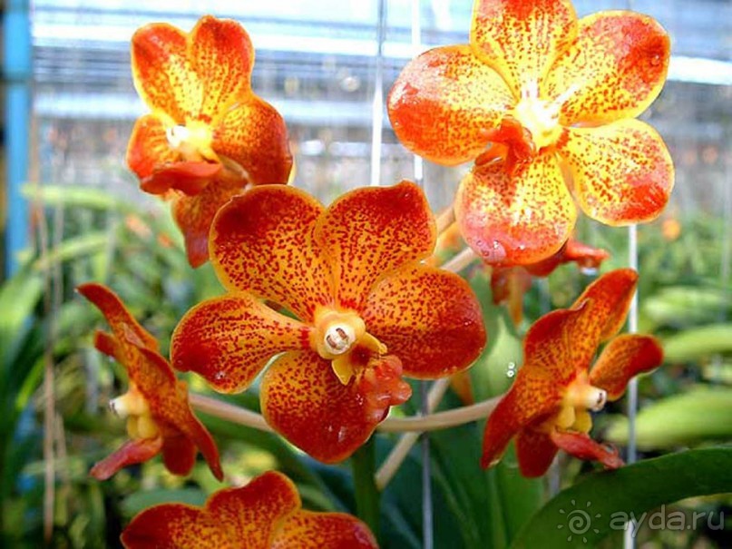 Шалом, Израиль! Часть 8. Парк орхидей "Утопия".