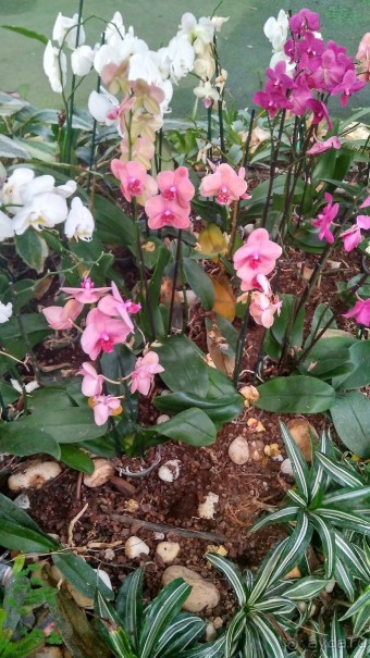 Альбом отзыва "Шалом, Израиль! Часть 8. Парк орхидей "Утопия"."