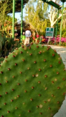 Шалом, Израиль! Часть 8. Парк орхидей "Утопия".