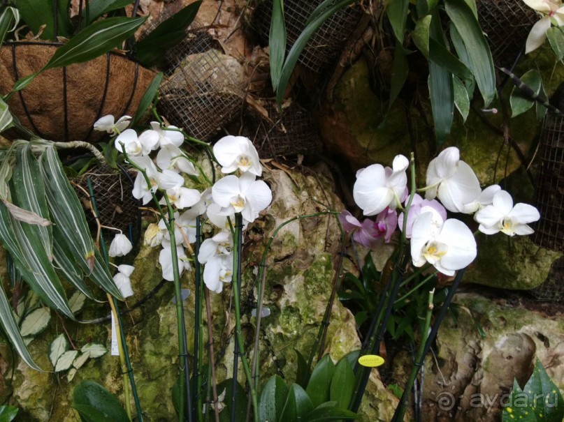 Шалом, Израиль! Часть 8. Парк орхидей "Утопия".