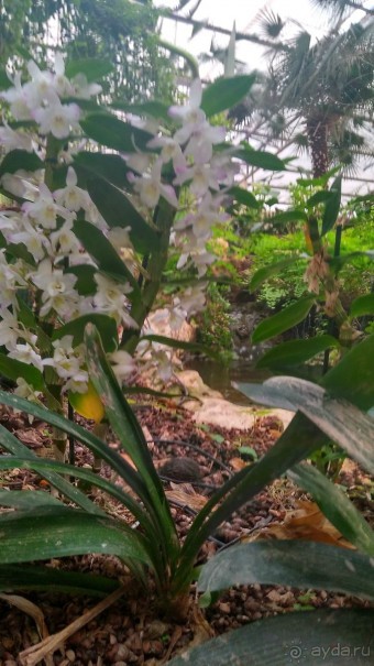 Шалом, Израиль! Часть 8. Парк орхидей "Утопия".