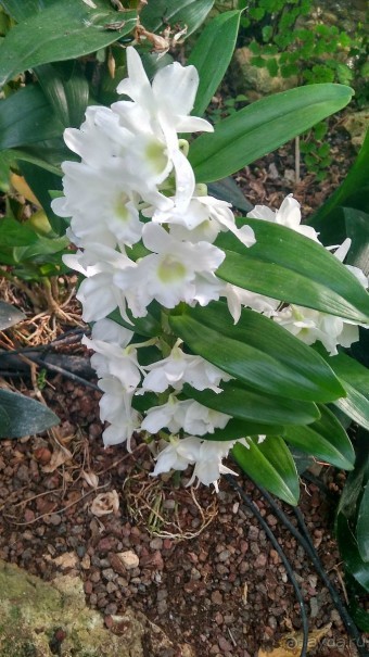 Шалом, Израиль! Часть 8. Парк орхидей "Утопия".