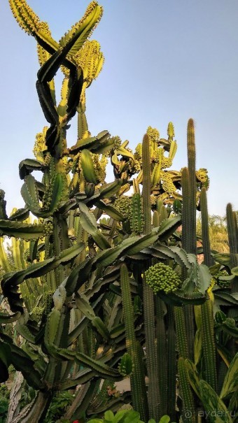 Шалом, Израиль! Часть 8. Парк орхидей "Утопия".