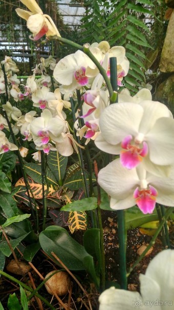 Шалом, Израиль! Часть 8. Парк орхидей "Утопия".