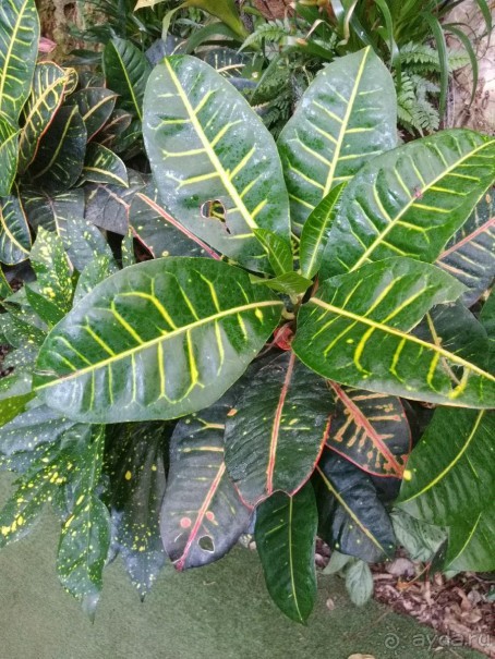 Шалом, Израиль! Часть 8. Парк орхидей "Утопия".