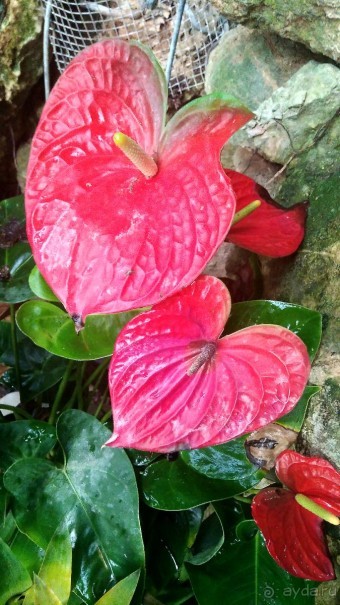 Шалом, Израиль! Часть 8. Парк орхидей "Утопия".