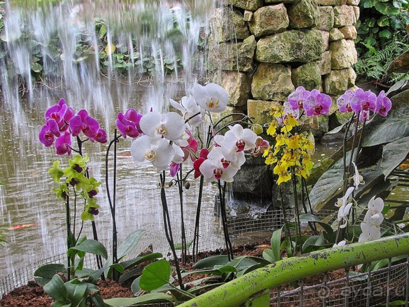 Альбом отзыва "Шалом, Израиль! Часть 8. Парк орхидей "Утопия"."