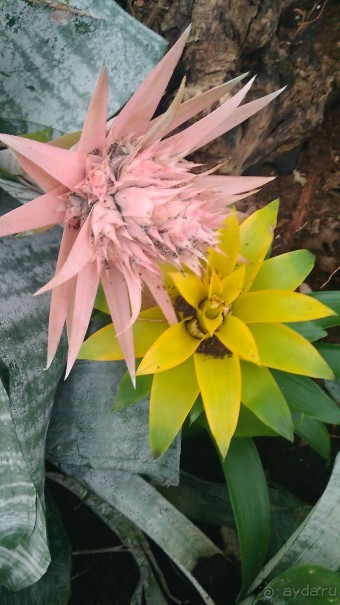 Шалом, Израиль! Часть 8. Парк орхидей "Утопия".