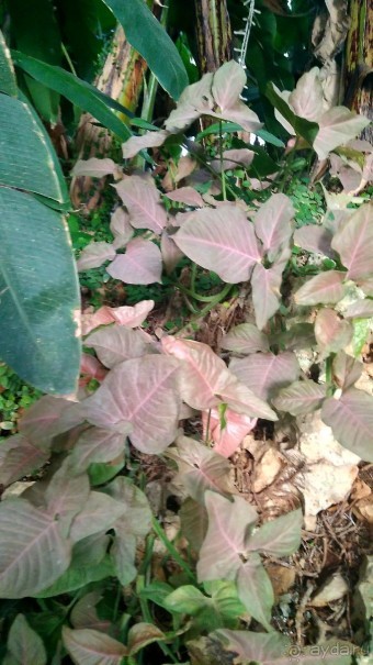 Шалом, Израиль! Часть 8. Парк орхидей "Утопия".