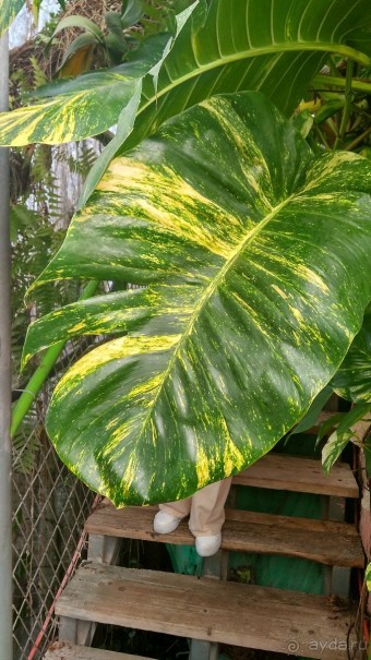 Шалом, Израиль! Часть 8. Парк орхидей "Утопия".