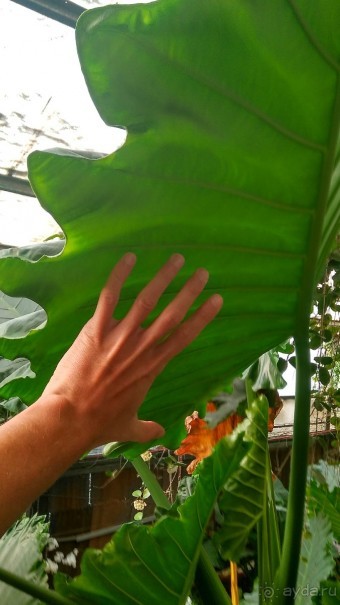 Шалом, Израиль! Часть 8. Парк орхидей "Утопия".